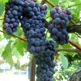 Виноград Черный жемчуг в Кемерове