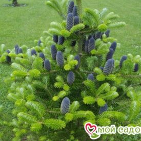 Пихта корейская (Abies koreana) в Кемерове