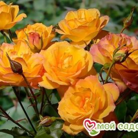Роза Сахара в Кемерове