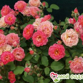 Роза Лес Потес де Бедрос в Кемерове
