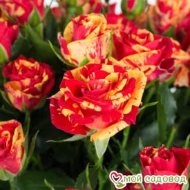 розы спрей Файер Флеш в Кемерове