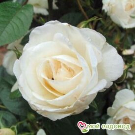 Роза Спрей белый в Кемерове