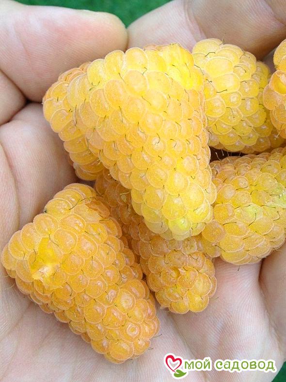 Малина Желтый Гигант