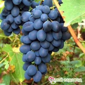 Ароматный и сладкий виноград “Августа” в Кемерове