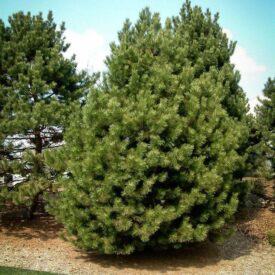 Сосна Чёрная (Pinus Nigra) в Кемерове