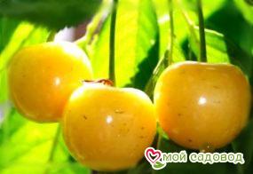 Черешня Генеральская
