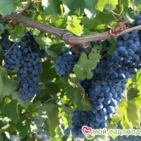 Виноград Рубиновый Магарача в Кемерове