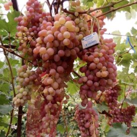 Виноград Лучистый в Кемерове