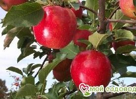 Яблоня Джонаголд в Кемерове