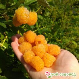 Малина Голден Квин в Кемерове