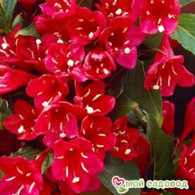 Вейгела цветущая “Ред Принц” в Кемерове