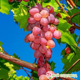 Виноград Лидия (Розовая Изабелла) в Кемерове