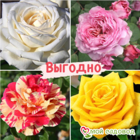 Набор Чайно-гибридные розы! в Кемерове