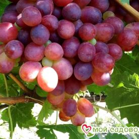 Виноград Шахиня Ирана в Кемерове