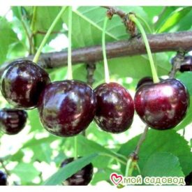 Саженцы вишни – Чудо-вишня в Кемерове
