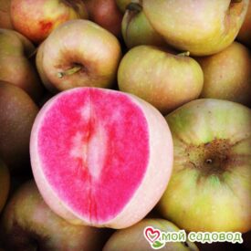 Яблоня Розовый жемчуг в Кемерове