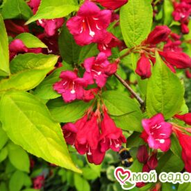 Вейгела цветущая “Рубидор” в Кемерове