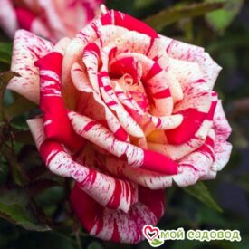 Роза чайно-гибридная Папагено в Кемерове