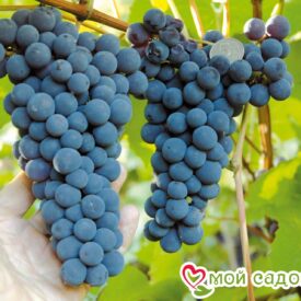 Виноград Амурский синий в Кемерове