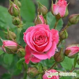 Роза Спрей розовый в Кемерове