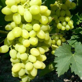 Виноград Осенний крупноплодный в Кемерове