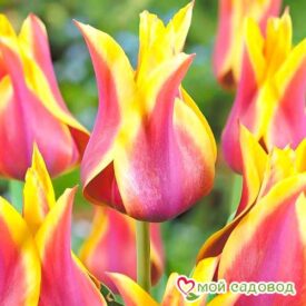 Тюльпан лилиецветный Баллада Дрим в Кемерове