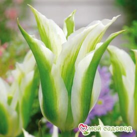 Тюльпан зеленоцветный Уайт Спринг Грин в Кемерове