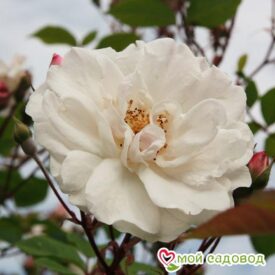 Роза Белый каскад в Кемерове