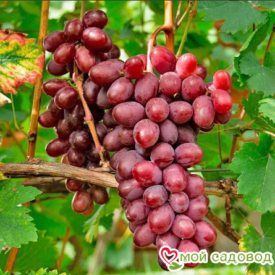 Виноград Виктория винная в Кемерове