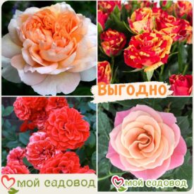 Комплект роз! Роза плетистая, спрей, чайн-гибридная и Английская роза в одном комплекте в Кемерове
