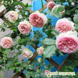 Роза плетистая Пьер де Ронсар в Кемерове