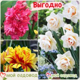 Весенний набор луковичных цветов! в Кемерове