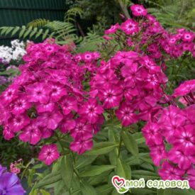 Флокс Казаки-Разбойники в Кемерове