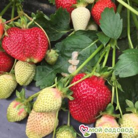 Клубника Румба (ранняя ягода) в Кемерове