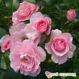 Роза полиантовая Bonica (Боника) в Кемерове
