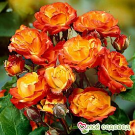 Роза полиантовая Румба (Rumba) в Кемерове