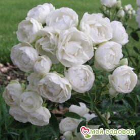 Роза полиантовая Морздаг Уайт (Morsdag White) в Кемерове