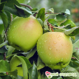 Яблоко-груша Голден Делишес в Кемерове
