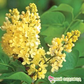 Сирень Примроуз (Primrose) в Кемерове
