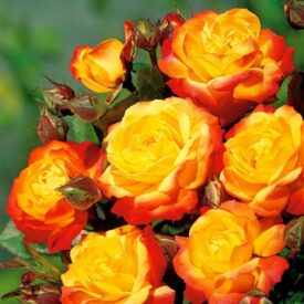 Роза флорибунда Румба в Кемерове