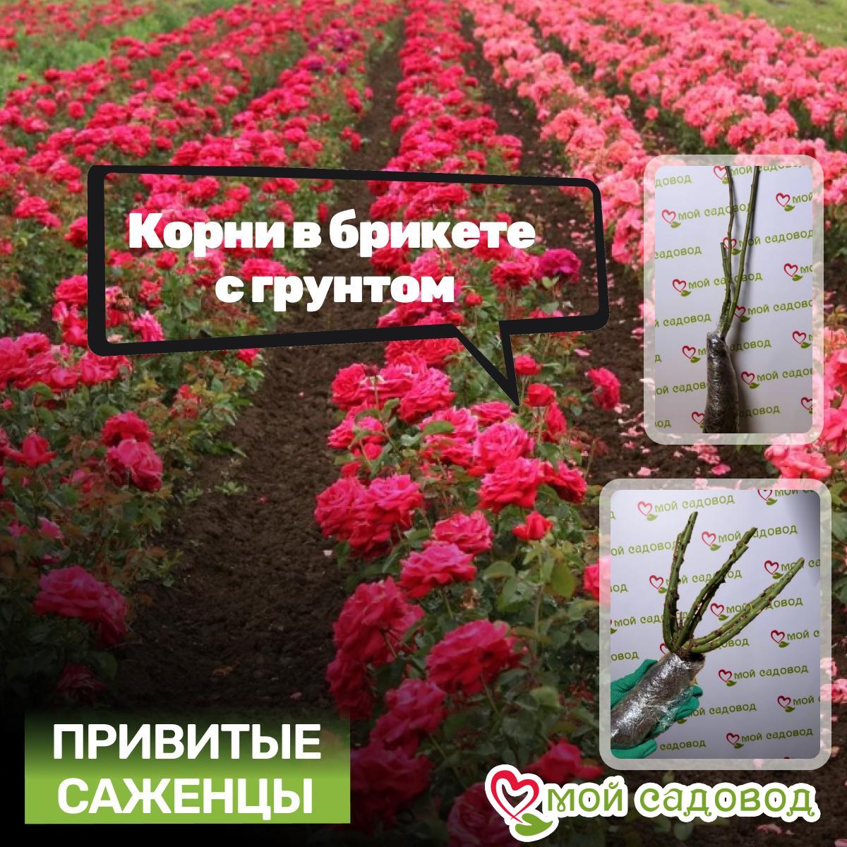 Роза Пэтолз Хоуп